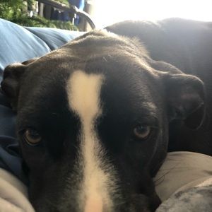 Meet your Posher, Gab